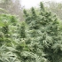 Black Dream de Eva Seeds Semilla de marihuana feminizada, cultivo de exterior.