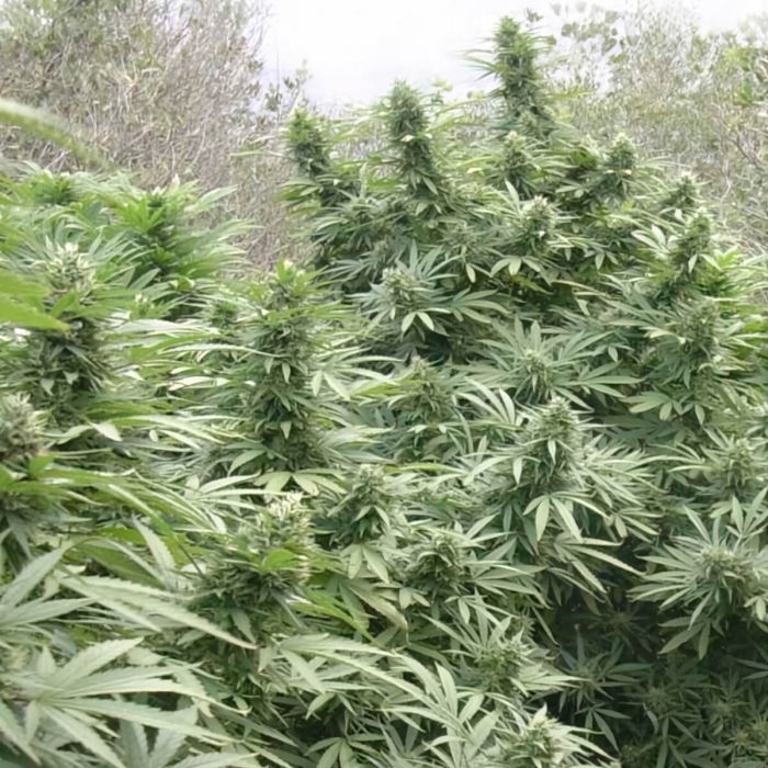 Black Dream de Eva Seeds Semilla de marihuana feminizada, cultivo de exterior.