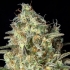Black Dream de Eva Seeds Semilla de marihuana feminizada, cogollo resinoso.