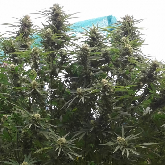 Semillas de marihuana Jamaican Dream (Eva Seeds) Feminizadas, exterior.