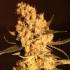 Semillas de marihuana Jamaican Dream (Eva Seeds) Feminizadas.