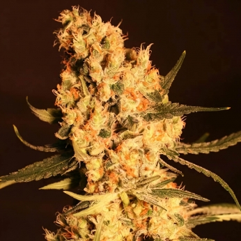 Semillas de marihuana Jamaican Dream (Eva Seeds) Feminizadas.