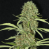 Semillas de marihuana Jamaican Dream (Eva Seeds) Feminizadas, cogollo enorme.