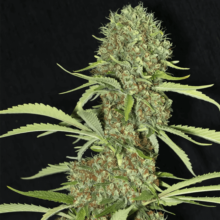 Semillas de marihuana Jamaican Dream (Eva Seeds) Feminizadas, cogollo enorme.