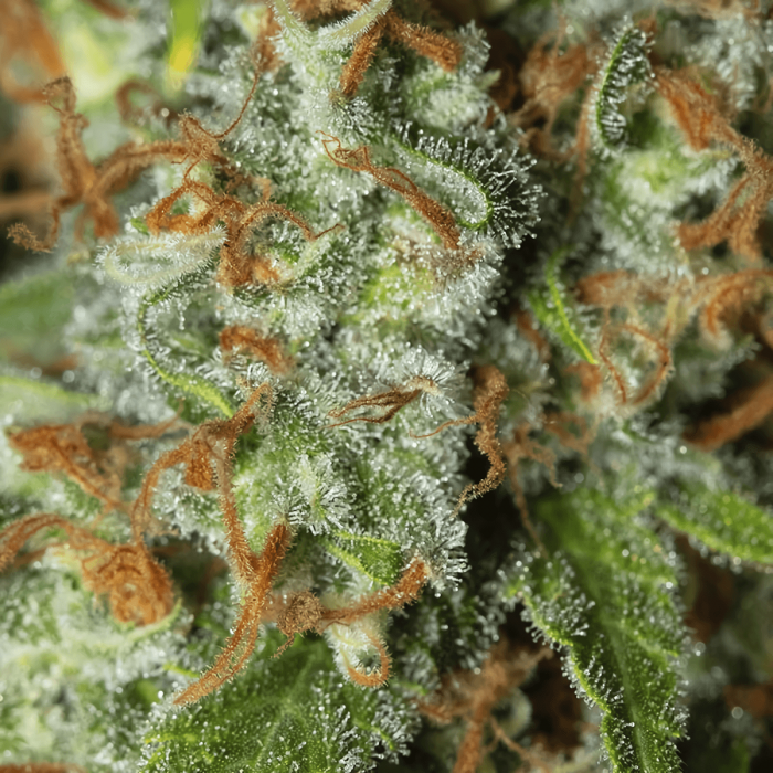 Semillas de marihuana Jamaican Dream (Eva Seeds) Feminizadas, resina.