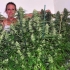 Semillas de marihuana Jamaican Dream (Eva Seeds) Feminizadas, puntas principales.