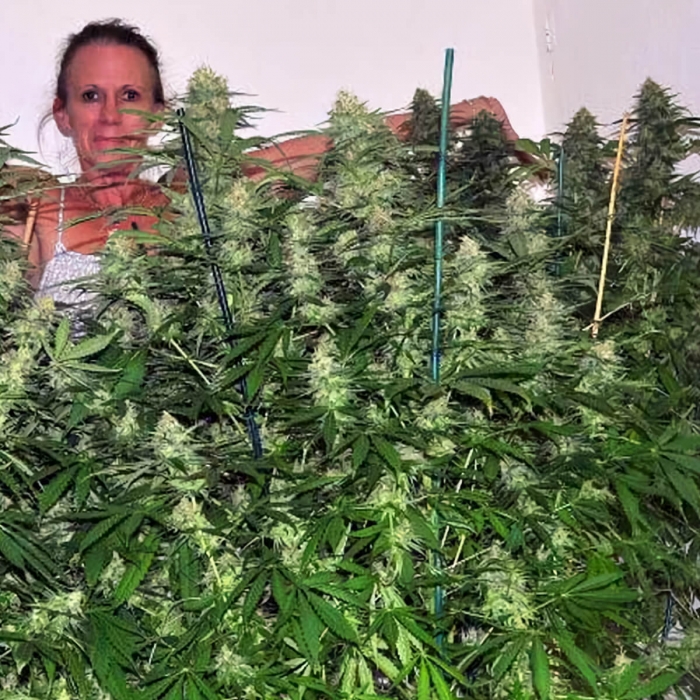 Semillas de marihuana Jamaican Dream (Eva Seeds) Feminizadas, puntas principales.