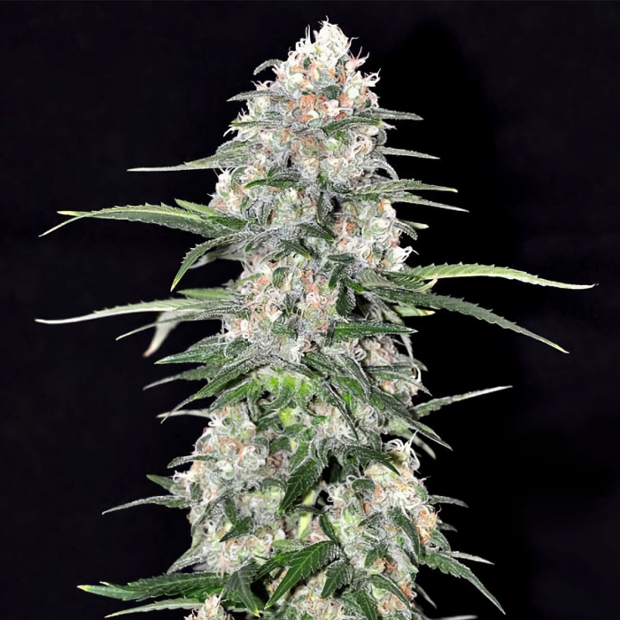 Semillas de marihuana Jamaican Dream (Eva Seeds) Feminizadas, punta principal.