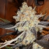 Semillas de marihuana Jamaican Dream (Eva Seeds) Feminizadas, cogollo resinoso.