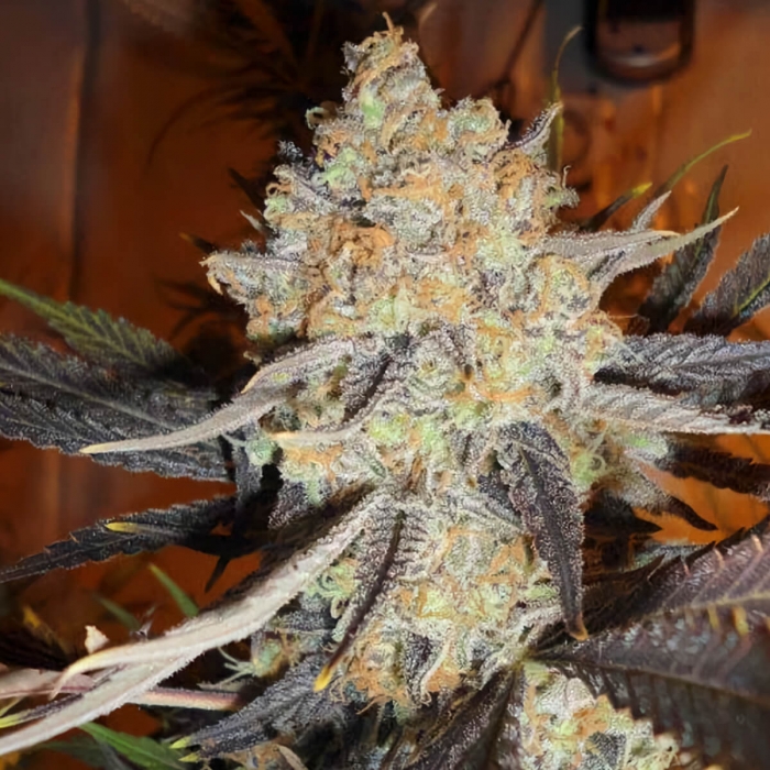 Semillas de marihuana Jamaican Dream (Eva Seeds) Feminizadas, cogollo resinoso.
