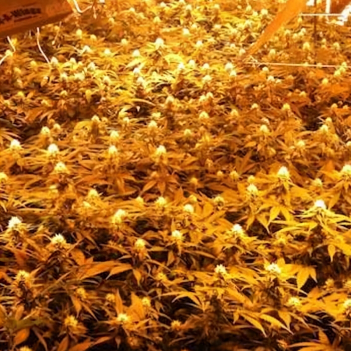 Semillas de marihuana Jamaican Dream (Eva Seeds) Feminizadas, cultivo de interior.