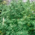 Semillas de marihuana Jamaican Dream (Eva Seeds) Feminizadas, cultivo de exterior.