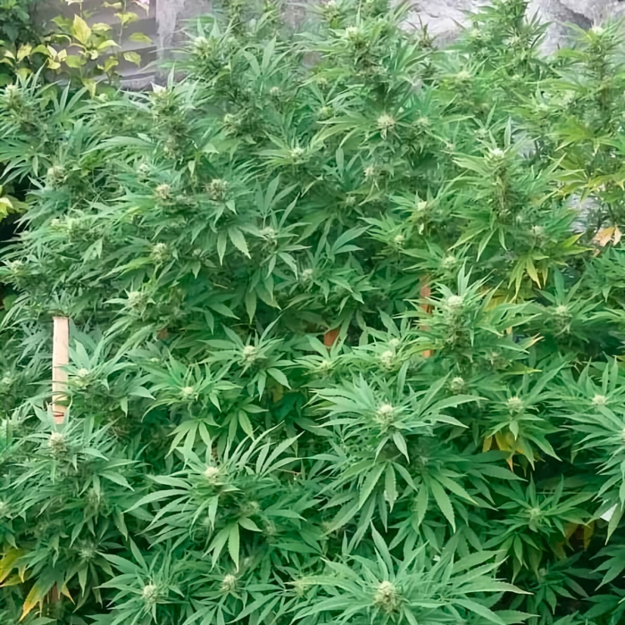 Semillas de marihuana Jamaican Dream (Eva Seeds) Feminizadas, cultivo de exterior.