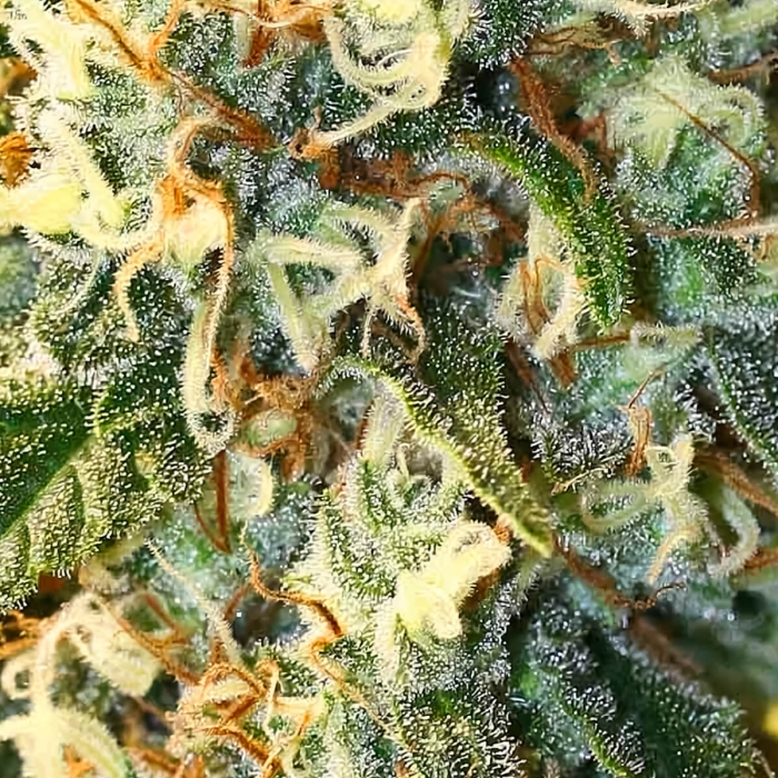 Semillas de marihuana Jamaican Dream (Eva Seeds) Feminizadas, tricomas.