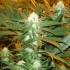Semillas de marihuana Jamaican Dream (Eva Seeds) Feminizadas, interior.