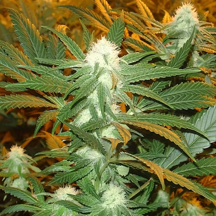 Semillas de marihuana Jamaican Dream (Eva Seeds) Feminizadas, interior.