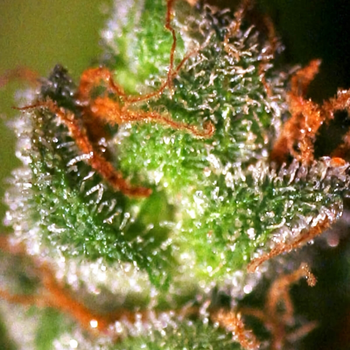 Semillas de marihuana Monster (Eva Seeds), tricomas.