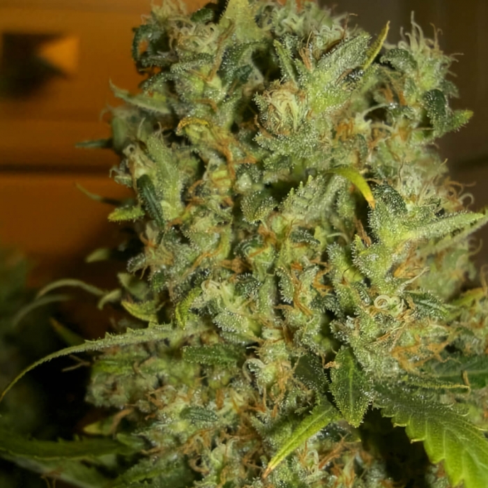 Semillas de marihuana Monster (Eva Seeds), cogollaco.