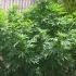 Semillas de marihuana Monster (Eva Seeds), planta de exterior.
