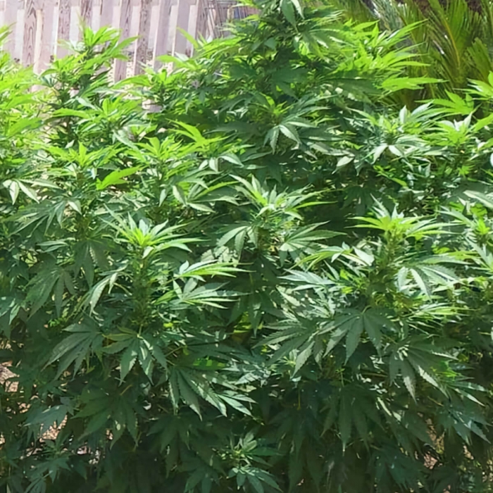 Semillas de marihuana Monster (Eva Seeds), planta de exterior.