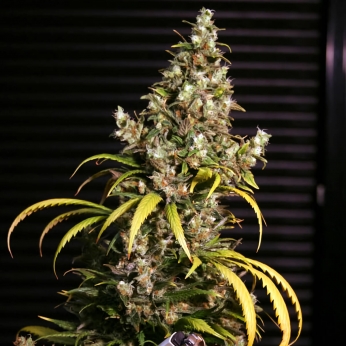 Semillas de marihuana Monster (Eva Seeds), punta principal.