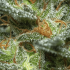 Semillas de marihuana Monster (Eva Seeds), resina.