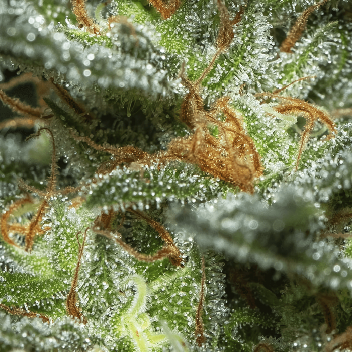 Semillas de marihuana Monster (Eva Seeds), resina.