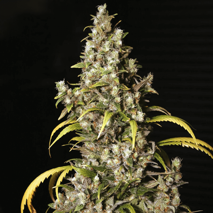 Semillas de marihuana Monster (Eva Seeds), punta enorme.