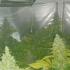 Semillas de marihuana Monster (Eva Seeds), cultivo de interior.