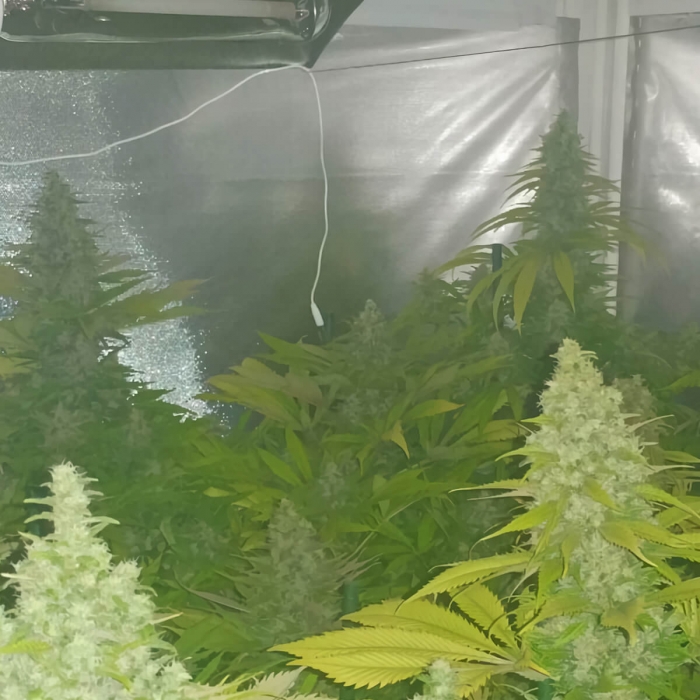 Semillas de marihuana Monster (Eva Seeds), cultivo de interior.