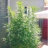 Semillas de marihuana Monster (Eva Seeds), exterior.