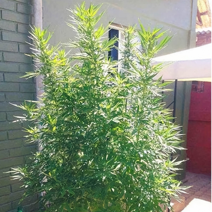 Semillas de marihuana Monster (Eva Seeds), exterior.