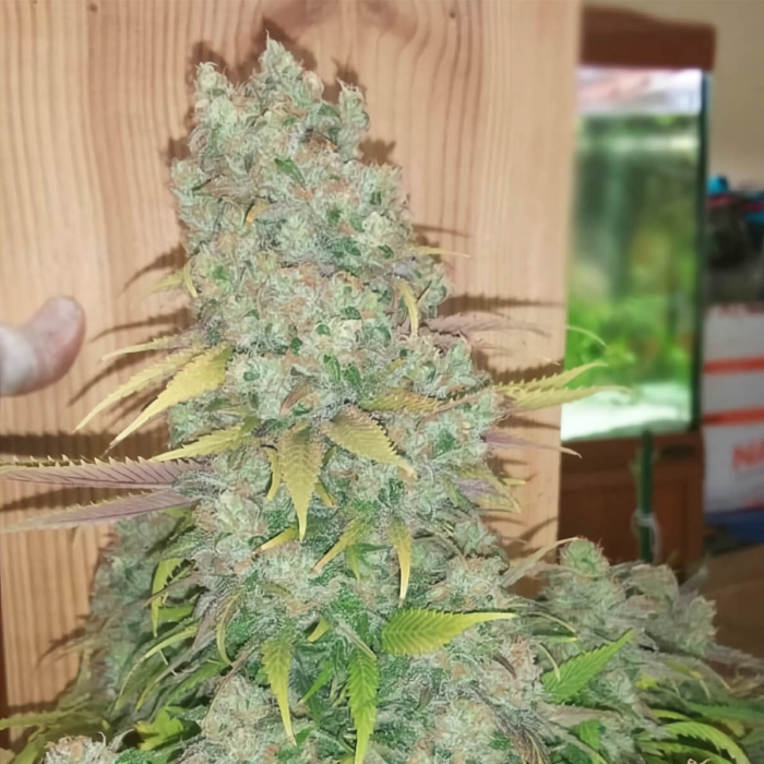 Semillas de marihuana Monster (Eva Seeds), planta de interior.