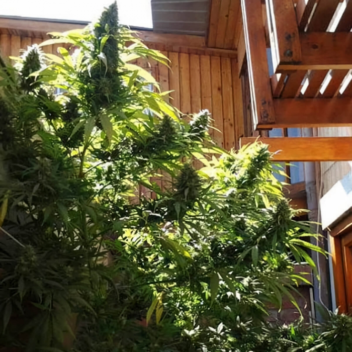 Semillas de marihuana Monster (Eva Seeds), puntas de exterior.