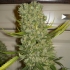 Semillas de marihuana Monster (Eva Seeds), cogollo agresivo.