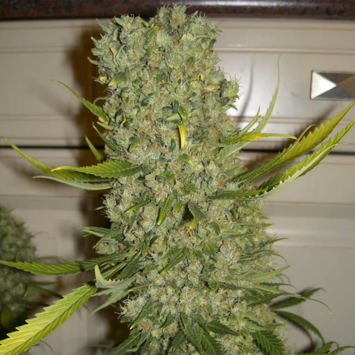 Semillas de marihuana Monster (Eva Seeds), cogollo agresivo.
