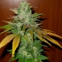 TNT Kush (Eva Seeds) Semillas de marihuana feminizadas, punta.