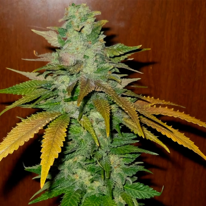 TNT Kush (Eva Seeds) Semillas de marihuana feminizadas, punta.
