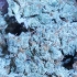 TNT Kush (Eva Seeds) Semillas de marihuana feminizadas, resina total.