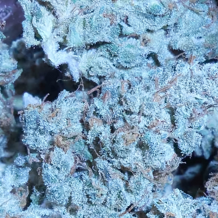 TNT Kush (Eva Seeds) Semillas de marihuana feminizadas, resina total.