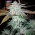 TNT Kush (Eva Seeds) Semillas de marihuana feminizadas, punta morada.