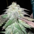 TNT Kush (Eva Seeds) Semillas de marihuana feminizadas, cogollo resinoso.