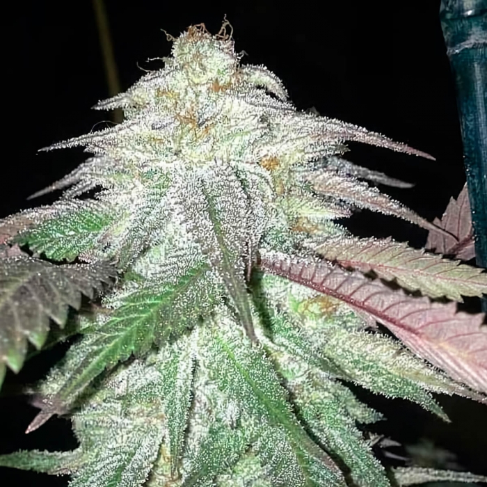 TNT Kush (Eva Seeds) Semillas de marihuana feminizadas, cogollo resinoso.