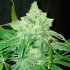 TNT Kush (Eva Seeds) Semillas de marihuana feminizadas, cogollo verde.