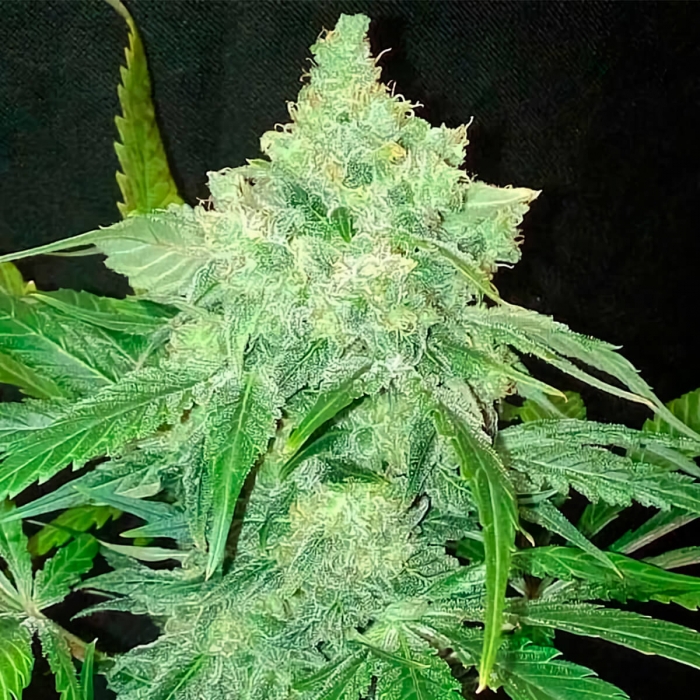 TNT Kush (Eva Seeds) Semillas de marihuana feminizadas, cogollo verde.