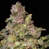 TNT Kush (Eva Seeds) Semillas de marihuana feminizadas, cogollo morado.