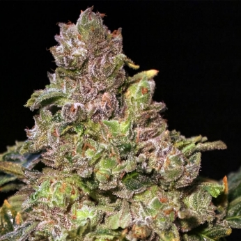 TNT Kush (Eva Seeds) Semillas de marihuana feminizadas, cogollo morado.