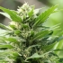 TNT Kush (Eva Seeds) Semillas de marihuana feminizadas, cultivo de exterior.