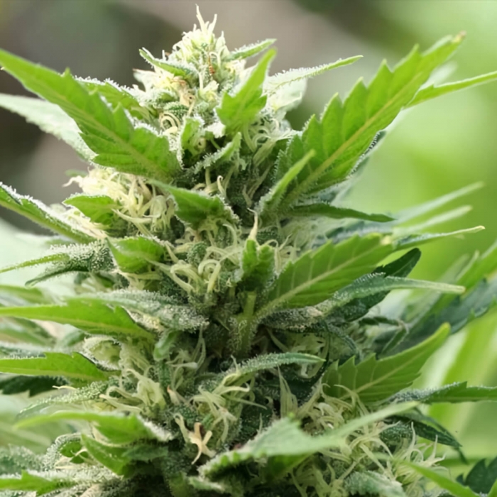 TNT Kush (Eva Seeds) Semillas de marihuana feminizadas, cultivo de exterior.