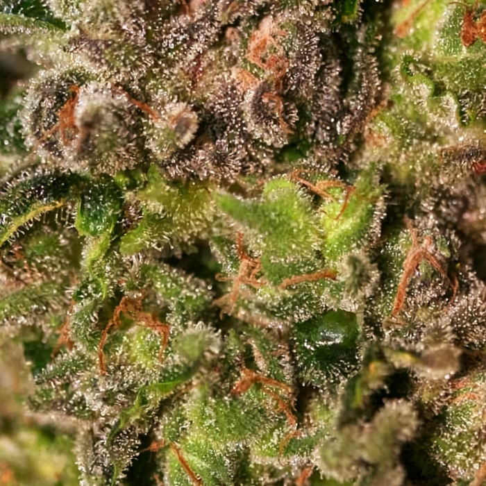 TNT Kush (Eva Seeds) Semillas de marihuana feminizadas, resina.